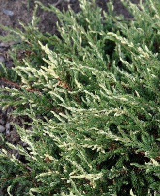 Ялівець звичайний Спотти Спредер / Juniperus communis Spotty Spreader С3 20-30 -. . фото 6