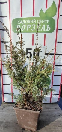 Ялівець звичайний Хиберника / Juniperus communis Hibernica С3 /Н 40-60. Ворзель. фото 1 Ялівець звичайний Хиберника / Juniperus communis Hibernica С3 /Н 40-60. Ворзель. фото 1