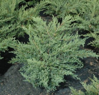 Ялівець середній Pfitzeriana Compacta / Juniperus media Pfitzeriana Compacta - 
. . фото 4