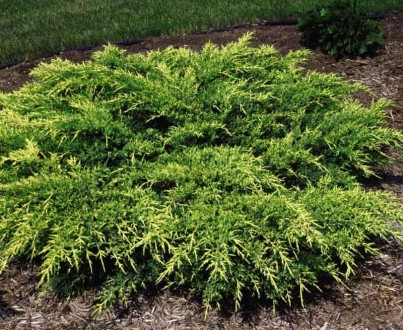 Ялівець средній Пфітцеріана Компакта / Juniperus x media Pfitzeriana Compacta С3/ Н20-30. Ворзель. фото 1 Ялівець средній Пфітцеріана Компакта / Juniperus x media Pfitzeriana Compacta С3/ Н20-30. Ворзель. фото 1