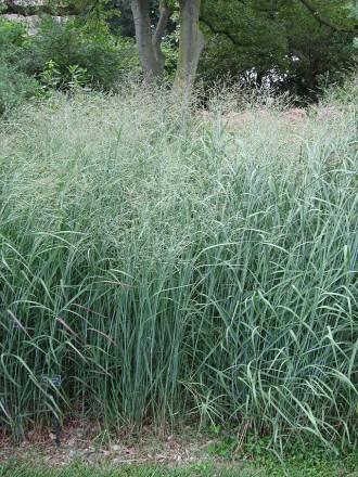 Просо прутовидне - це декоративна багаторічна трава, у якій дуже красиві суцвітт. . фото 2
