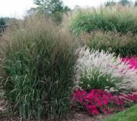 Просо прутовидне - це декоративна багаторічна трава, у якій дуже красиві суцвітт. . фото 3