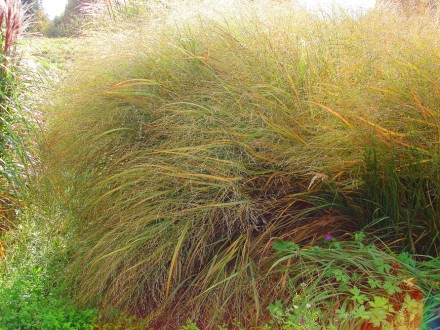 Просо прутовидне - це декоративна багаторічна трава, у якій дуже красиві суцвітт. . фото 7
