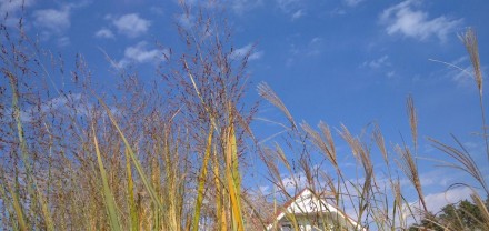 Просо прутовидне - це декоративна багаторічна трава, у якій дуже красиві суцвітт. . фото 8