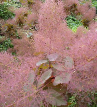 Скумпія Фолис Пурпуреус - чагарник з широкою розлогою, щільною кроною висотою до. . фото 8