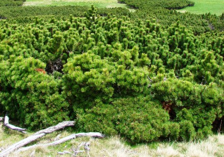 Сосна гірська Мугус - компактно зростаюче напівкарликове хвойне, вічнозелене дер. . фото 6
