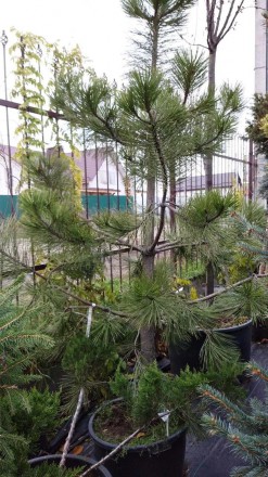Сосна жовта (Pinus ponderosa) С80 250 - хвойне швидкоросле декоративне дерево. М. . фото 2