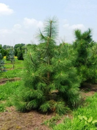 Сосна жовта (Pinus ponderosa) С80 250 - хвойне швидкоросле декоративне дерево. М. . фото 4