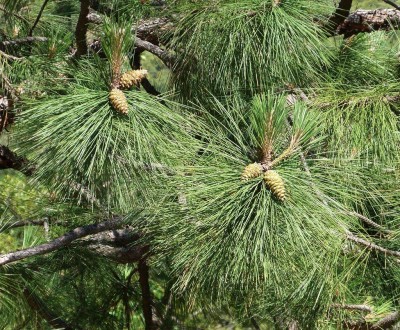 Сосна жовта (Pinus ponderosa) С80 250 - хвойне швидкоросле декоративне дерево. М. . фото 5