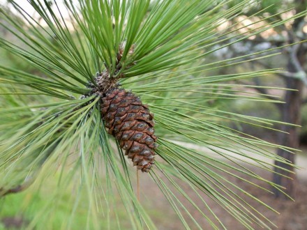 Сосна жовта (Pinus ponderosa) С80 250 - хвойне швидкоросле декоративне дерево. М. . фото 3