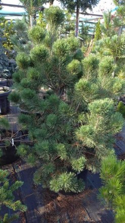 Сосна гачкувата Пірамідата (Pinus uncinata Pyramidata) С80 100 - хвойна рослина . . фото 2