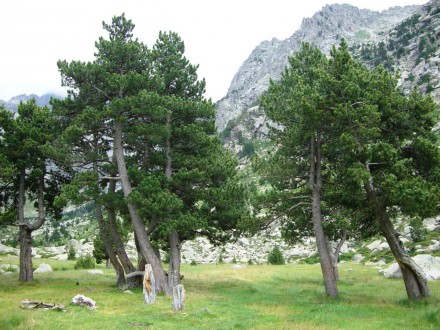 Сосна гачкувата Пірамідата (Pinus uncinata Pyramidata) С80 100 - хвойна рослина . . фото 4