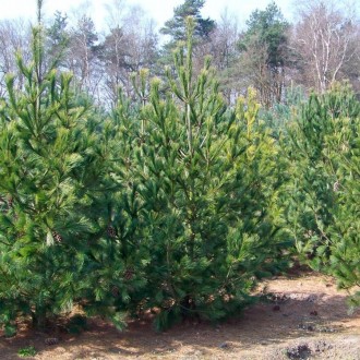 Сосна румелійська - вузькопірамідальне дерево середньої висоти, зазвичай 10-20 м. . фото 6