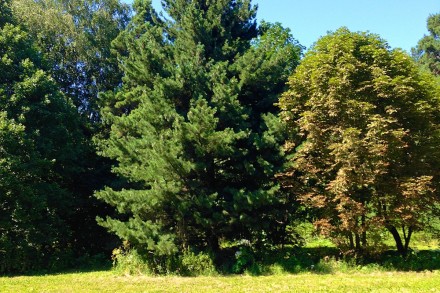 Сосна румелійська - вузькопірамідальне дерево середньої висоти, зазвичай 10-20 м. . фото 9