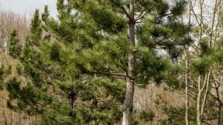  
Велике дерево, що виростає до 40 м у природних місцях проживання, . У молодому. . фото 6