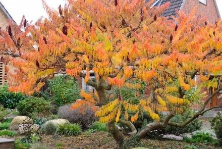 Сумах Dissecta - декоративне дерево з лежачим стовбуром або багатостовбурний чаг. . фото 2