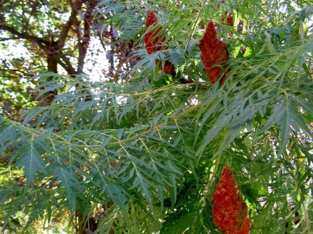 Сумах Dissecta - декоративне дерево з лежачим стовбуром або багатостовбурний чаг. . фото 3