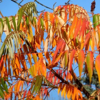 Сумах Dissecta - декоративне дерево з лежачим стовбуром або багатостовбурний чаг. . фото 6