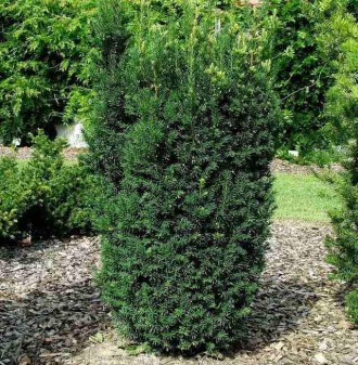 Тис середній Хіксіі - вічнозелений хвойний кущ з колоновидною формою крони.
· Ви. . фото 6