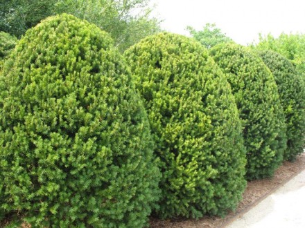 Тис середній Хіксіі - вічнозелений хвойний кущ з колоновидною формою крони.
· Ви. . фото 4