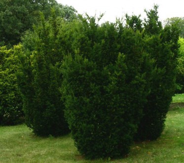 Тис середній Хіксіі - вічнозелений хвойний кущ з колоновидною формою крони.
· Ви. . фото 5