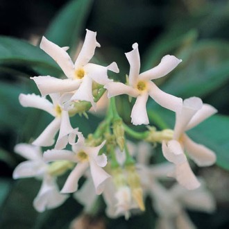 Трахелоспермум жасминовидний / Trachelospermum jasminoides - Trachelospermum jas. . фото 5