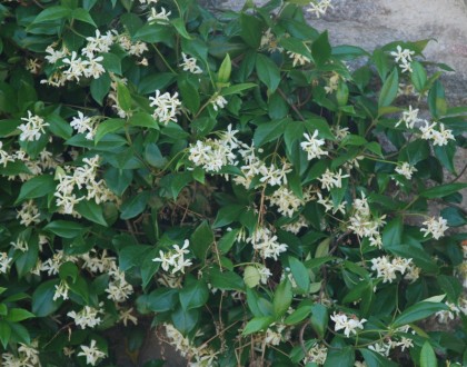 Трахелоспермум жасминовидний / Trachelospermum jasminoides - Trachelospermum jas. . фото 6