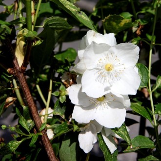 Жасмин Іносенс (Philadelphus Innocence) - красиво-квітучий листопадний декоратив. . фото 2