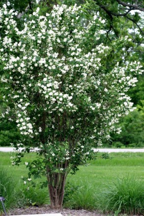 Жасмин Іносенс (Philadelphus Innocence) - красиво-квітучий листопадний декоратив. . фото 4