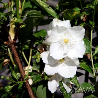 Жасмин Іносенс (Philadelphus Innocence) - красиво-квітучий листопадний декоратив. . фото 1