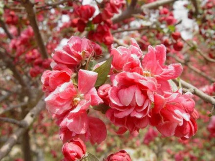  Яблуня Kelsey -красиве листяне дерево або чагарник.
Висота дорослої рослини - д. . фото 7