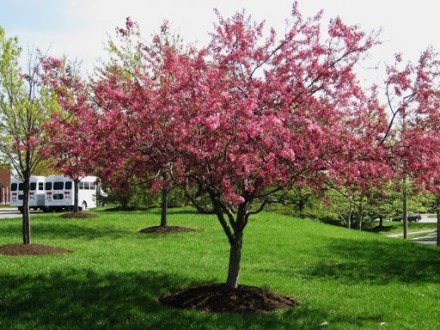  Яблуня Kelsey -красиве листяне дерево або чагарник.
Висота дорослої рослини - д. . фото 3