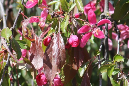 Яблуня Пендула - невелике, декоративне дерево з плакучою формою крони , з червон. . фото 2