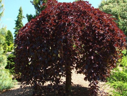 Яблуня Пендула - невелике, декоративне дерево з плакучою формою крони , з червон. . фото 6