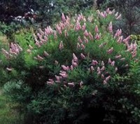 Спірея верболиста або таволга верболиста (Spiraea salicifolia) - листяний чагарн. . фото 2