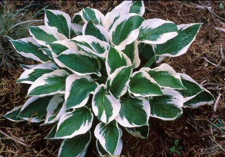Опис сорту: Популярна декоративно-листяна рослина куполоподібної форми з шикарни. . фото 3