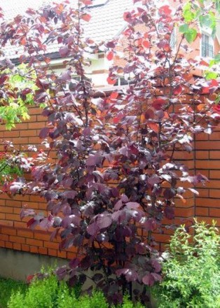 Ліщина велика Пурпуреа (Corylus maxima Purpurea)- листяне дерево, яке цінується . . фото 5