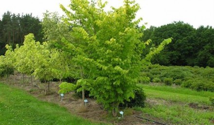 В'яз шорсткий Lutescens є декоративне дерево-багаторічна рослина, яке характериз. . фото 3