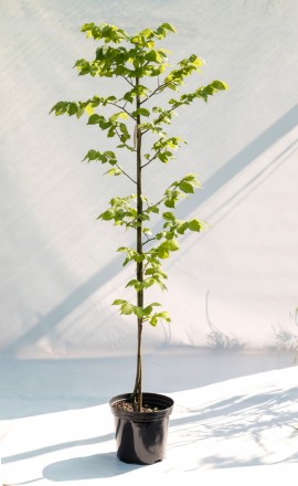 В'яз шорсткий Lutescens є декоративне дерево-багаторічна рослина, яке характериз. . фото 2
