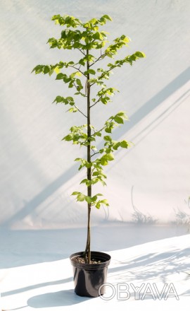 В'яз шорсткий Lutescens є декоративне дерево-багаторічна рослина, яке характериз. . фото 1