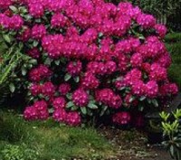 Опис: Рододендрон гібридний Нова Зембла - вічнозелений рясно квітучий чагарник, . . фото 4