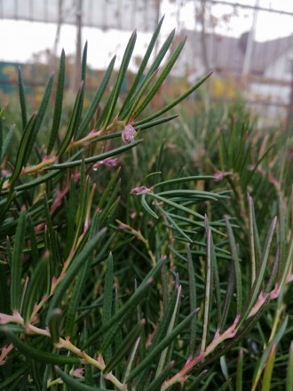 Андромеда Glaucophylla - вічнозелений чагарник.
Росте повільно, приріст складає . . фото 10