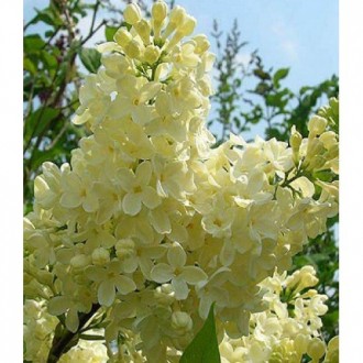 Бузок звичайний Primrose - красивий рясно-квітуючий чагарник з численними суцвіт. . фото 3