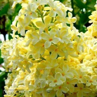 Бузок звичайний Primrose - красивий рясно-квітуючий чагарник з численними суцвіт. . фото 2