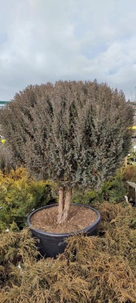 Ялівець китайський Stricta / Juniperus chinensis Stricta С100, Ра 40 - чагарник . . фото 2