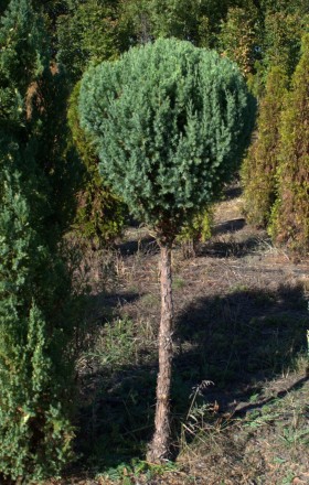 Ялівець китайський Stricta / Juniperus chinensis Stricta С100, Ра 40 - чагарник . . фото 3