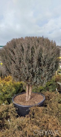 Ялівець китайський Stricta / Juniperus chinensis Stricta С100, Ра 40 - чагарник . . фото 1