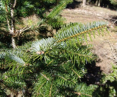 Ялиця турецька/Abies bornmulleriana С80 Н150-175. Ворзель. фото 1 Ялиця турецька/Abies bornmulleriana С80 Н150-175. Ворзель. фото 1