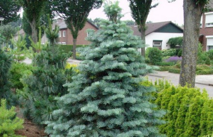 Вічнозелене високе, швидкоростуче дуже декоративне хвойне дерево вузько-конусопо. . фото 4