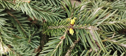 Ялина звичайна Фробург (Picea abies Frohburg) - плакуча форма з чітко вираженим . . фото 7